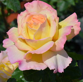 Роза 'Пис' (чайно-гибридная) (желтая)