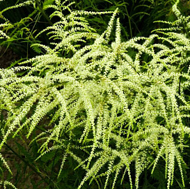 Волжанка двудомная 'Кнайфи'