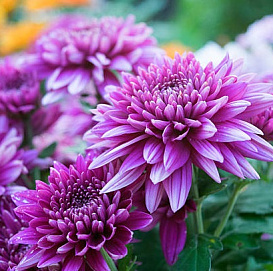Хризантема фиолетовая