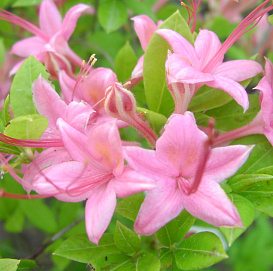 Рододендрон желтый (азалия) 'Пенсильвания' (светло-розовый)