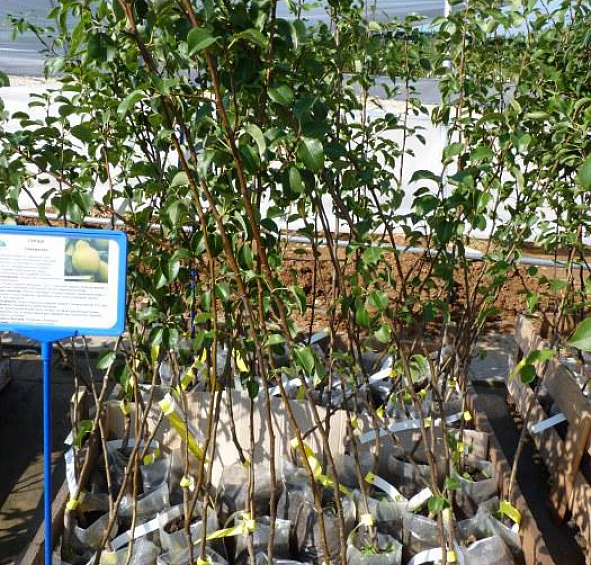 Груша 'Северянка'