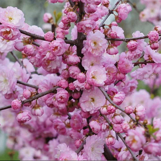 Миндаль 'Розовый Шар'