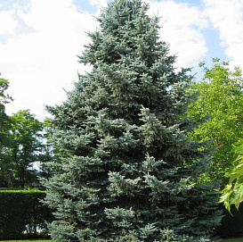 Ель колючая Блю Даймонд (Blue Diamond)