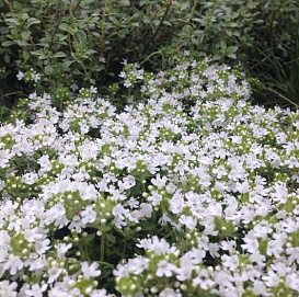 Тимьян (ползучий) ранний 'Альбифлорус'