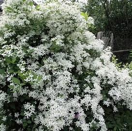 Клематис маньчжурский