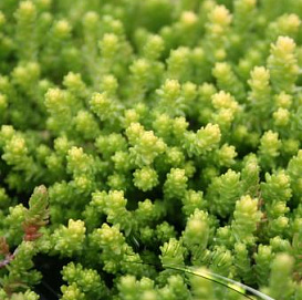 Очиток едкий 'Ауреум'