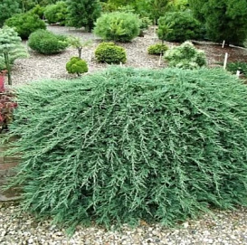 Можжевельник горизонтальный 'Глациер'