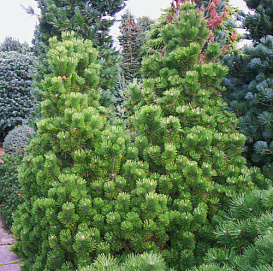 Сосна горная 'Мумпиц'