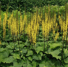 Бузульник узкоголовчатый 'Зе Рокет'