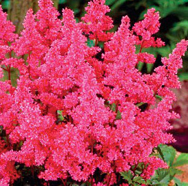 Астильба японская 'Бонн' (розово - фиолетовая)