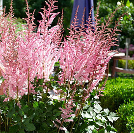 Астильба китайская 'Майти Пил' (розовый)