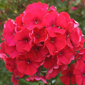 Флокс метельчатый 'Набат'