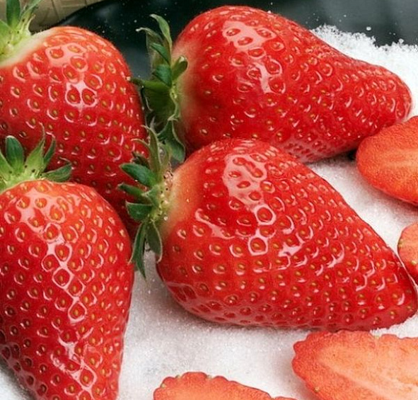 Земляника (клубника) 'Альба'