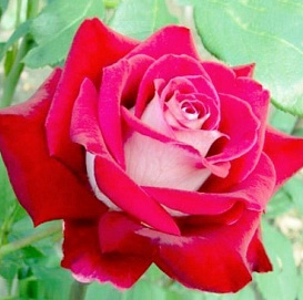 Роза 'Динамит' (чайно-гибридная) (красная с белым)