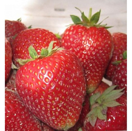 Земляника (клубника) 'Алина'