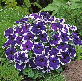 Петуния (сурфиния) гибридная 'Хулахуп Блю' (синяя с каймой)