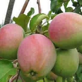 Яблоня домашняя 'Северный Синап'