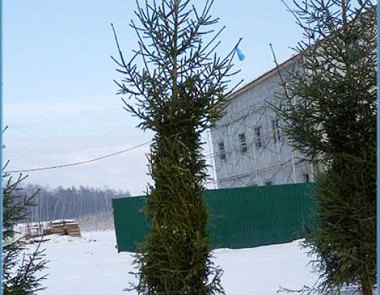 Фотоальбом Хвойные деревья с комом для зимней посадки. Ель, сосна. Фотография 8