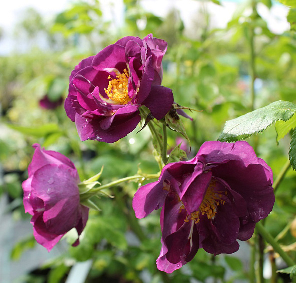 Роза Рапсоди ин Блю (Rhapsody in Blue)