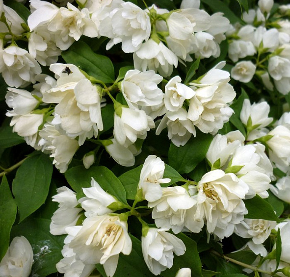 Чубушник 'Манто де Хермин' (мантия горностая)