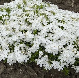 Флокс шиловидный 'Вайт Делайт'