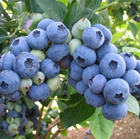 Голубика высокорослая 'Бонус'