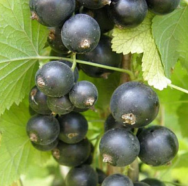 Смородина черная 'Шалунья'