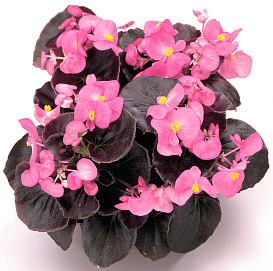 Бегония изящная 'Найтлайф Брайт Скарлет' (розовая с темным листом)