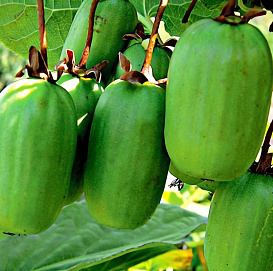 Актинидия Коломикта 'Память учителя'