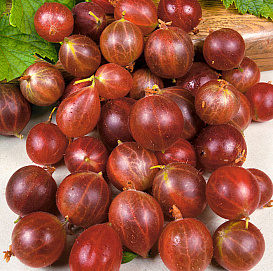 Крыжовник 'Олави' (Хиннонмаен Пунайнен)