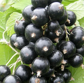 Смородина черная 'Маленький принц'