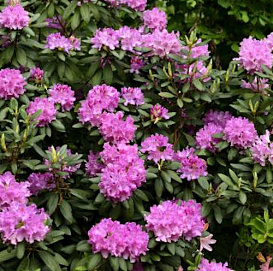 Рододендрон гибридный 'Пинк Пурпл Дрим' (пурпурный)