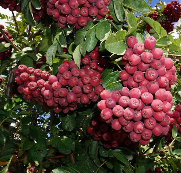 Рябина плодовая 'Гранатная'