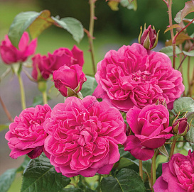 Роза 'Джеймс Л.Остин' (парковая) (розовая)