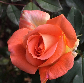 Роза 'Луи дэ Фюнес' (чайно-гибридная) (оранжевая)