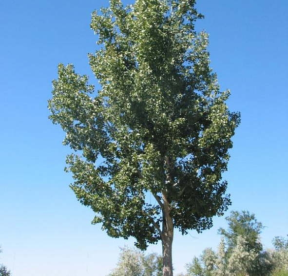 Тополь белый