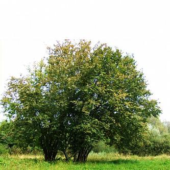Орешник Дерево Фото Листья