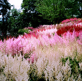 Астильба Арендса 'Шоустар'