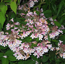 Кольквиция прелестная