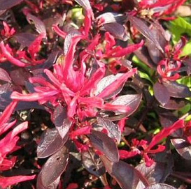Альтернантера 'Бетзика красная'