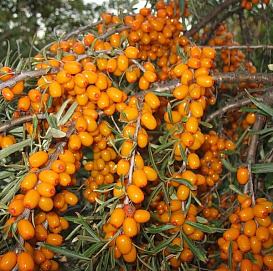 Облепиха 'Теньга'