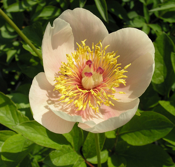 Пион молочноцветковый 'Эприкот Куин' (оранжевый светлый анемоноцветный)