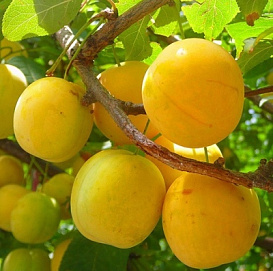 Слива 'Желтая Крупноплодная'