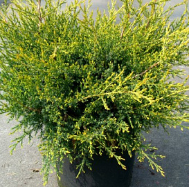 Можжевельник китайский 'Куривао Голд'