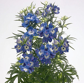 Дельфиниум крупноцветковый (живокость) 'Саммер Клод'