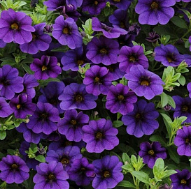 Калибрахоа 'Каблум Дип Блю' (фиолетовая)