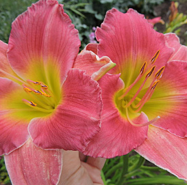 Лилейник гибридный 'Кологне Рокет' (розовый)