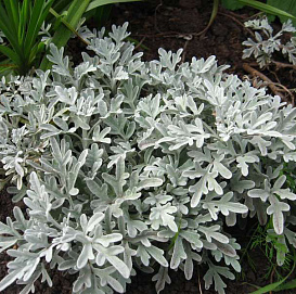 Полынь Стеллера