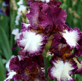Ирис германский (бородатый) 'Джампинг'