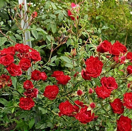 Роза 'Фиона' (почвопокровная) (красная)